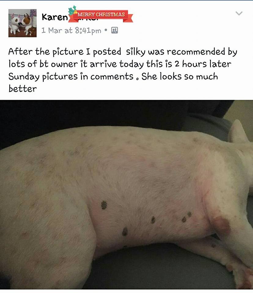 the skin problems if finally over for this bull terrier