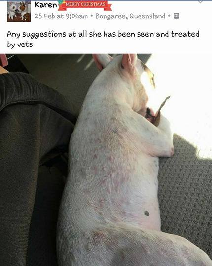 Bull Terrier skin problems finally resolved