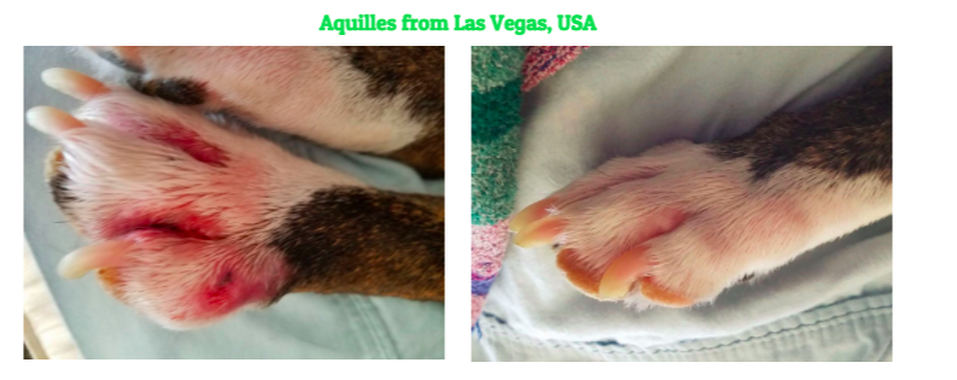 red itchy paws of bull terrier testimonial from usa customer